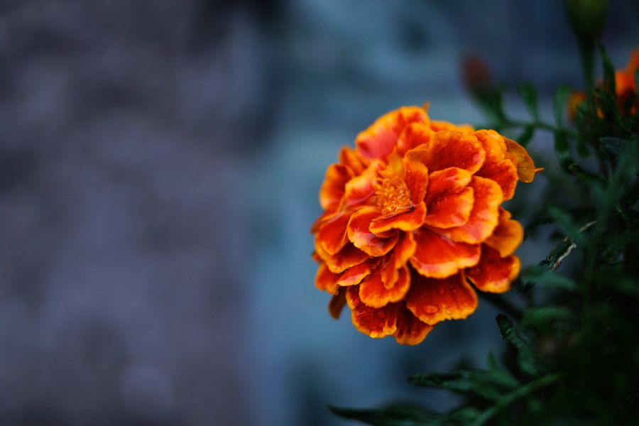 Close-up of a fresh marigold flower used in the decor